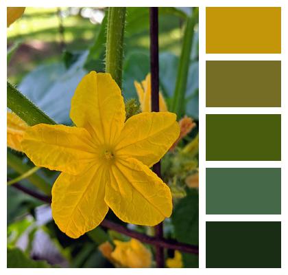 Yellow Flower Garden Cucumber Image